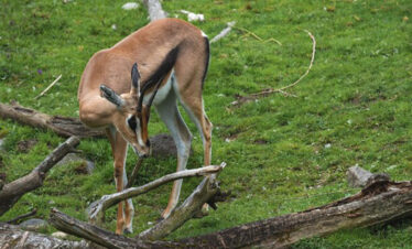 baby gazelle nature