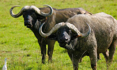buffalo mikumi