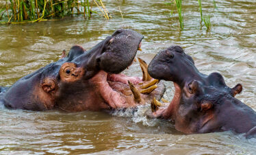 hippos-playing-each-other-water-during-daytime