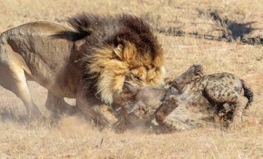 lion fighting hyena