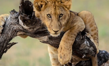 lion on a tree
