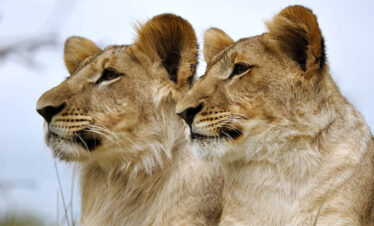 lioness