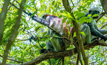 red colobus monkey copulating branch zanzibar tanzania